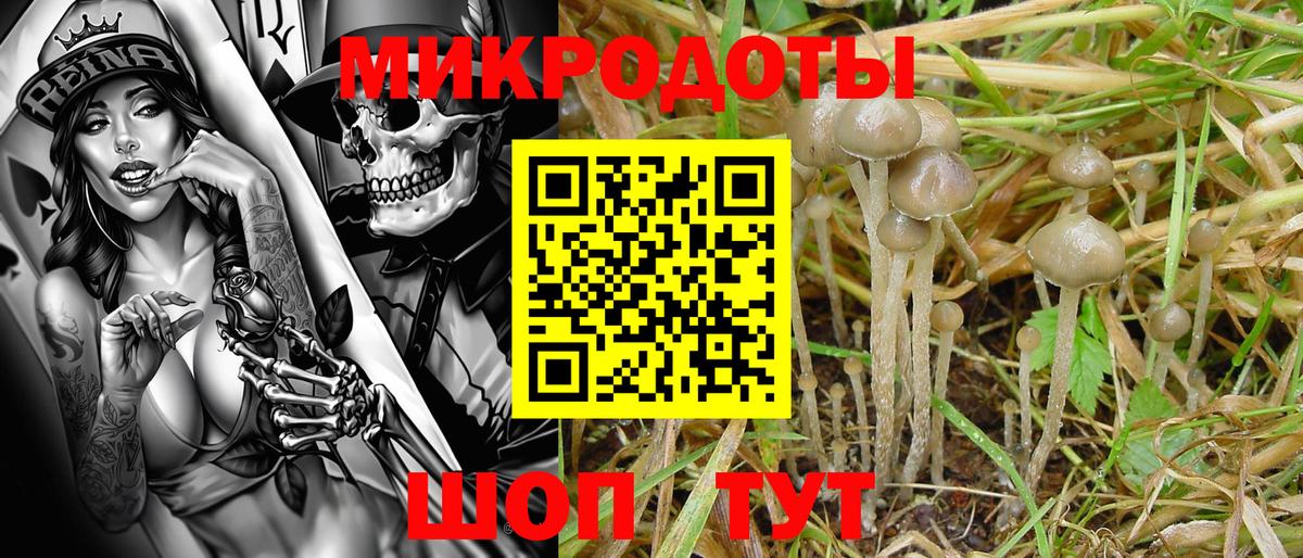 Псилоцибиновые грибы Psilocybine cubensis Рузаевка